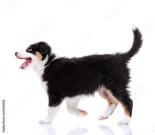Fototapeta Naklejka Na Ścianę i Meble -  Playful Australian Shepherd purebred puppy, 2 months old looking away. Happy black Tri color Aussie dog is walking, isolated on white background.