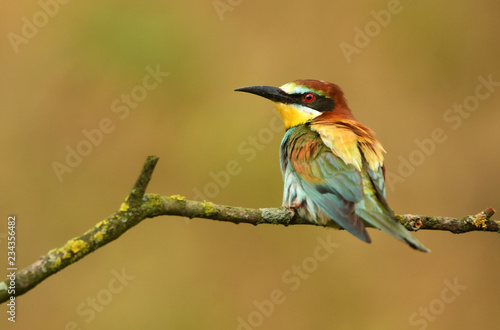 European bee eater (Merops apiaster)