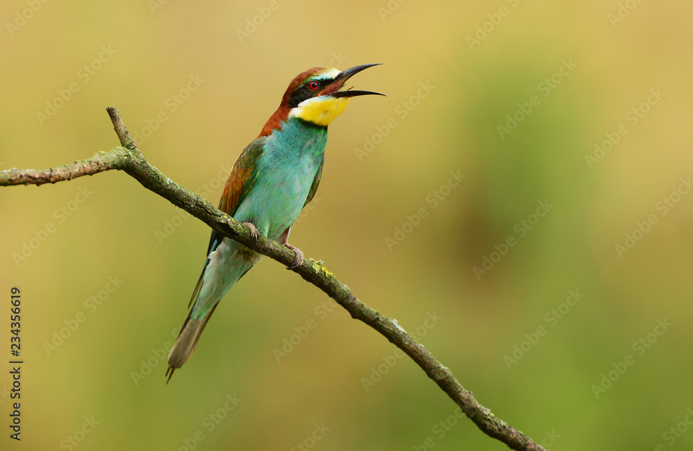 European bee eater (Merops apiaster) European bee eater (Merops apiaster)