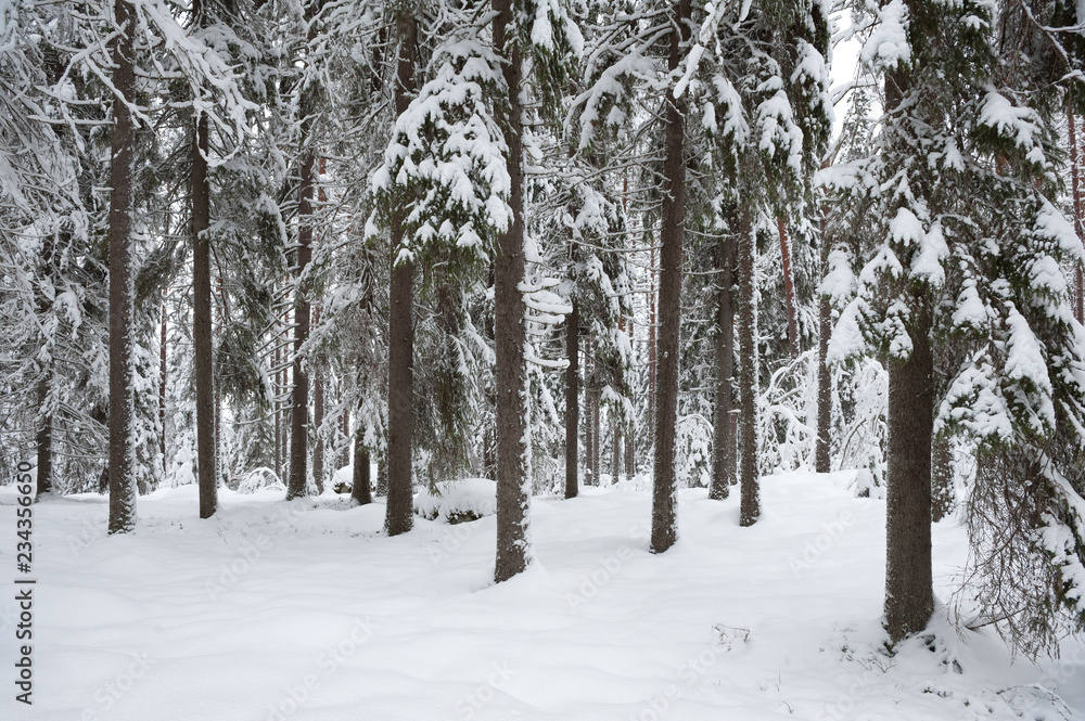 Winter landscape. Snowy boreal forest in Finland. Winter landscape. Snowy boreal forest in Finland.