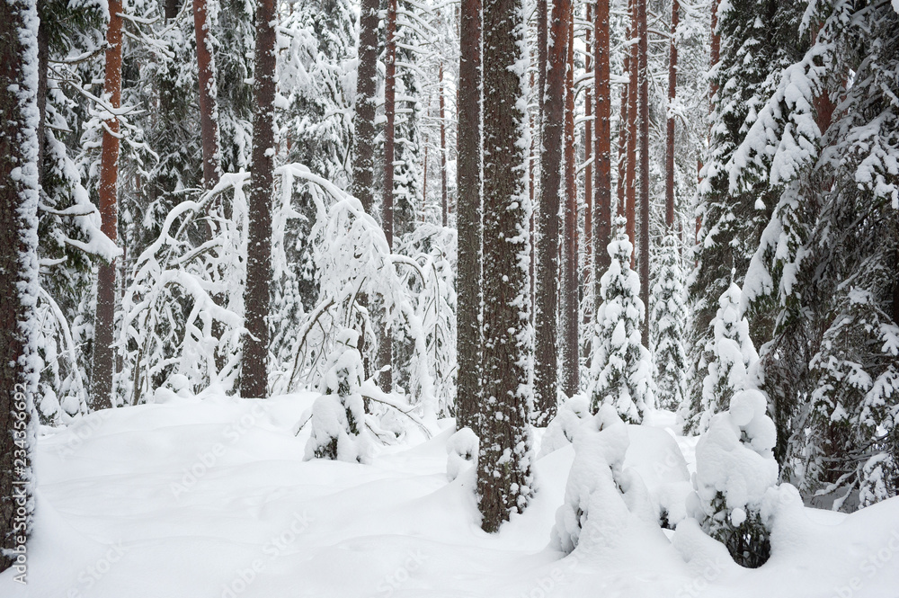 Winter landscape. Snowy boreal forest in Finland.