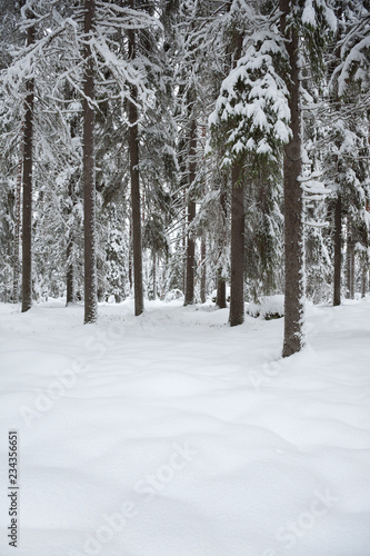 Winter landscape. Snowy boreal forest in Finland.