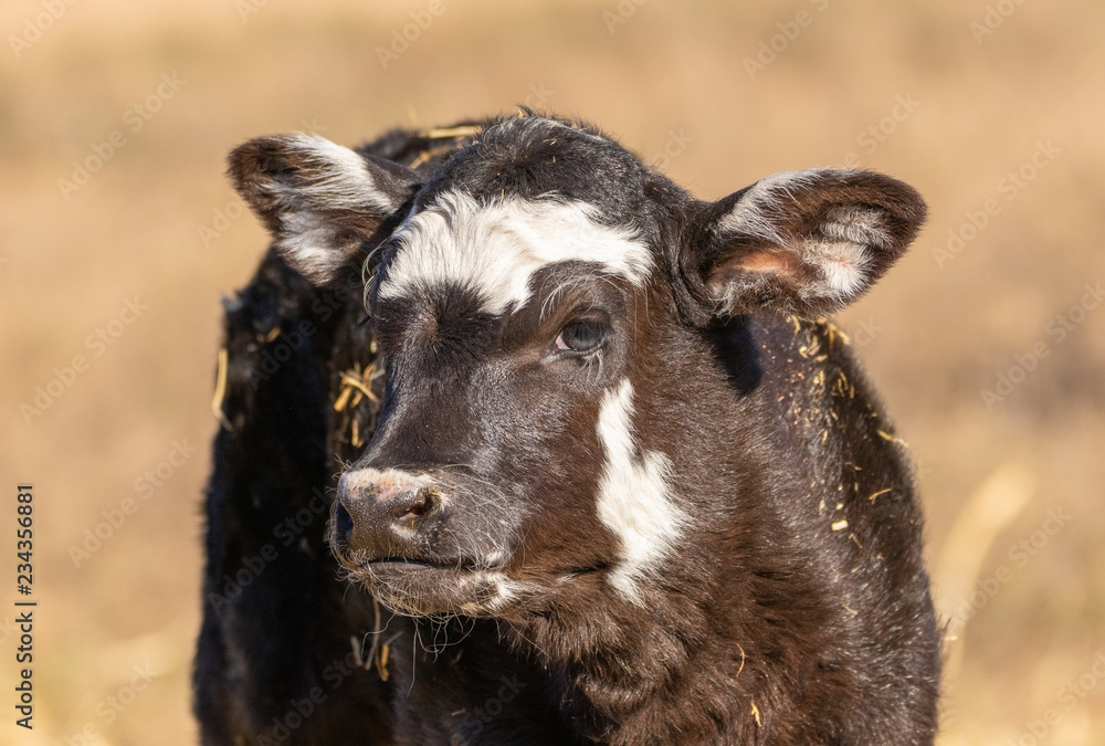 Newborn calf Newborn calf