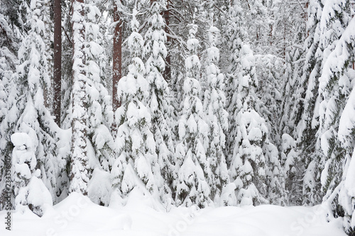 Winter landscape. Snowy boreal forest in Finland.