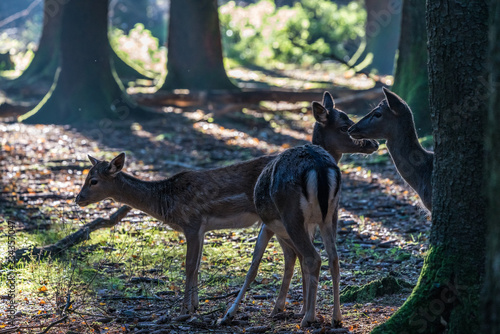 Fototapeta Naklejka Na Ścianę i Meble -  Damhirsch - Dama dama