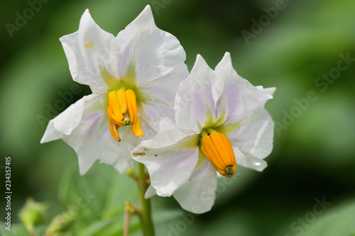 Close up of potato flowers in bloom photo