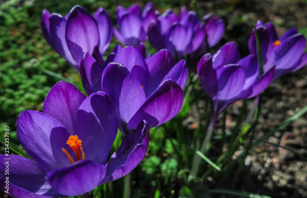 Lot of purple Ruby Giant Crocus on a sunny spring day. Nature concept for design Lot of purple Ruby Giant Crocus on a sunny spring day. Nature concept for design