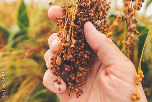 Fotografie Farmer examining ripe proso millet