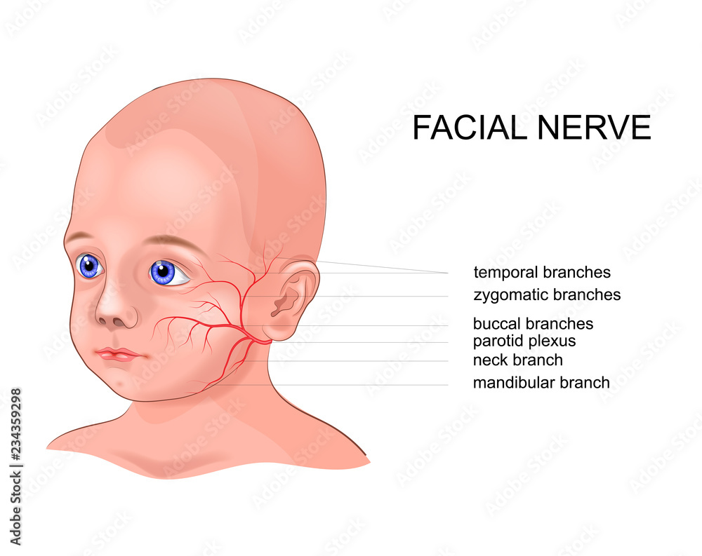 schematic anatomy of the facial nerve Stock Vector Adobe Stock