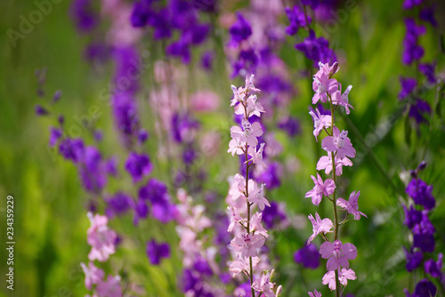 Violet flowers background