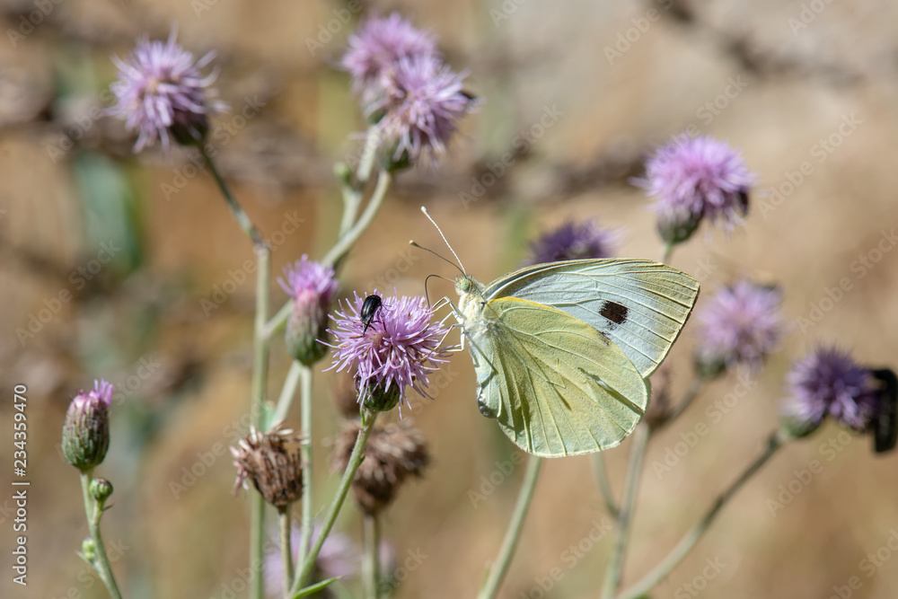 Naklejka premium Pieridae / Büyük Beyazmelek / / Pieris brassicae