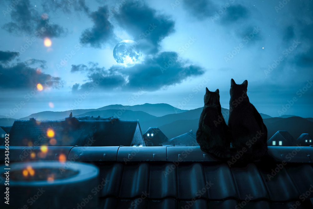 Zwei Katzen sitzen nachts auf einem Dach - obrazy, fototapety, plakaty 