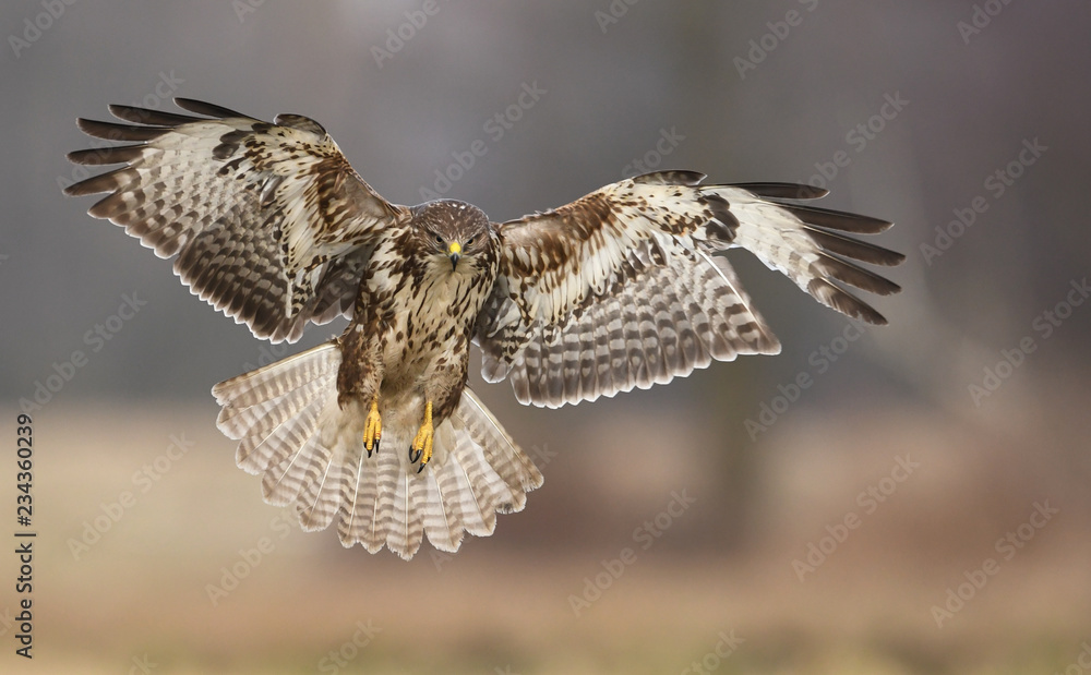 Fototapeta premium Myszołowy zwyczajne (Buteo buteo)