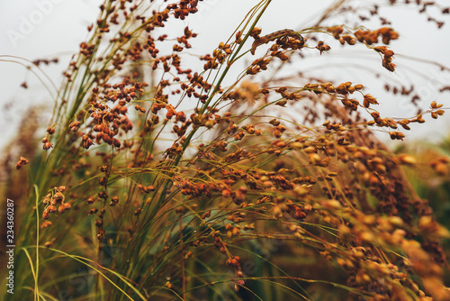 Cultivated sorghum bicolor or great millet