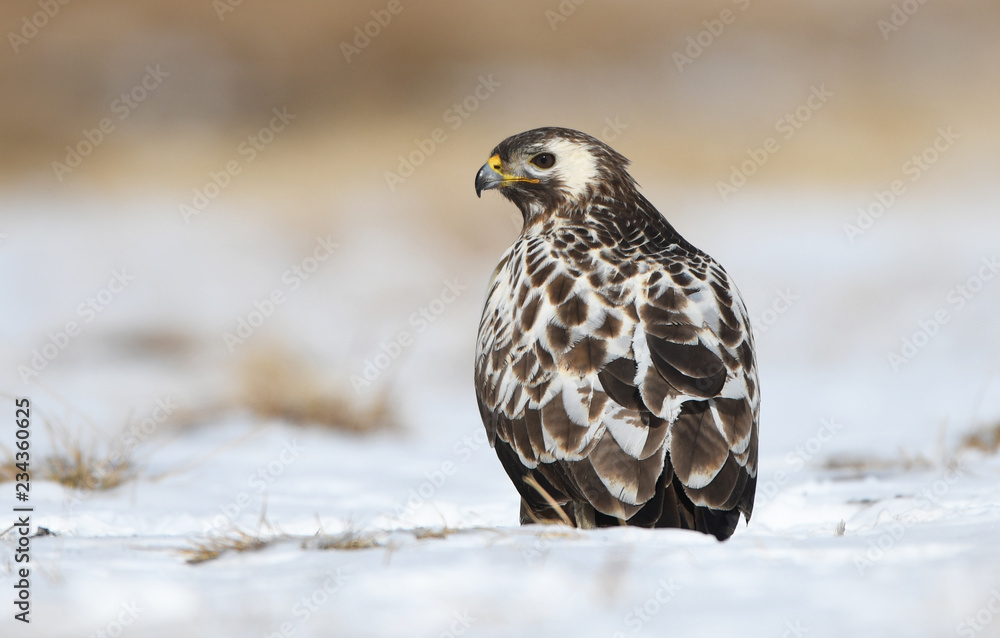 Fototapeta premium Common buzzards (Buteo buteo)