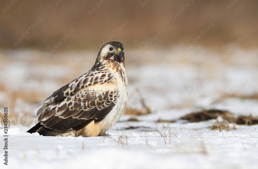 Common buzzards (Buteo buteo) Common buzzards (Buteo buteo)