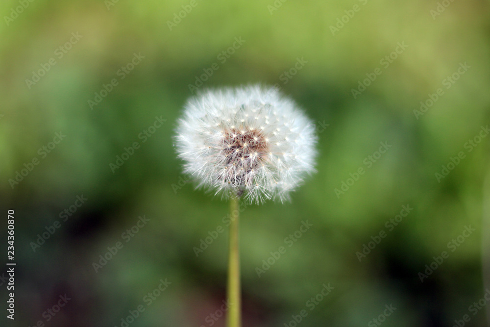 Dandelion taraxacum seed head with blurred background