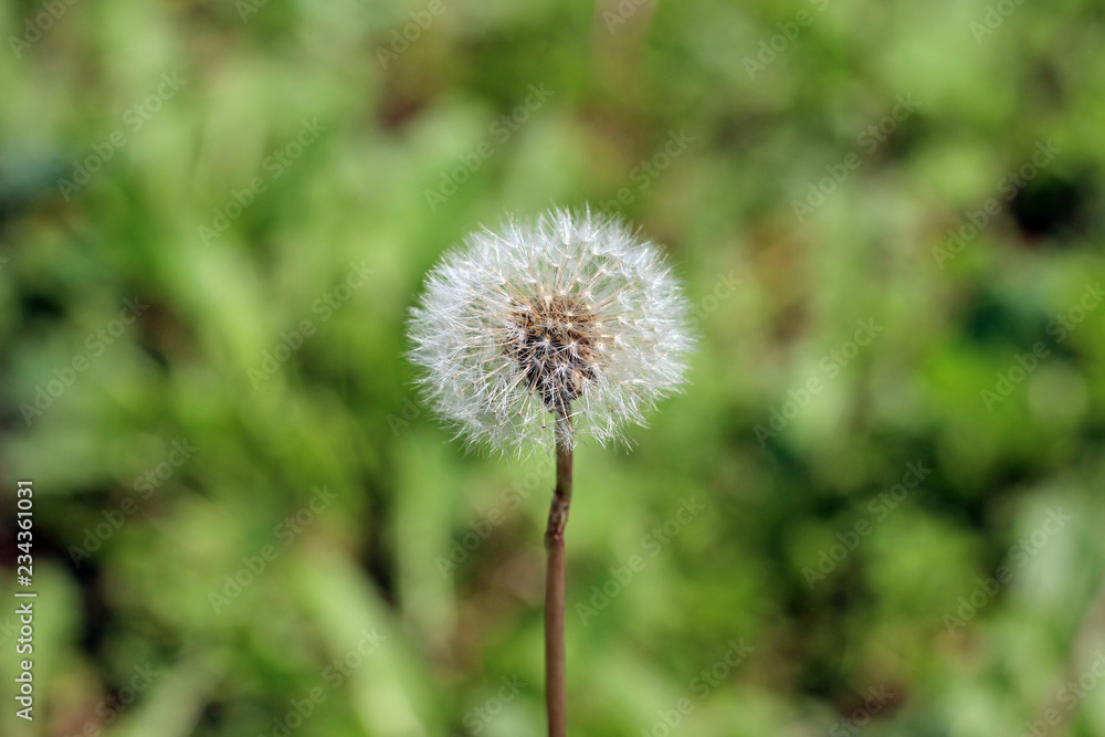 Dandelion taraxacum seed head with blurred background Dandelion taraxacum seed head with blurred background