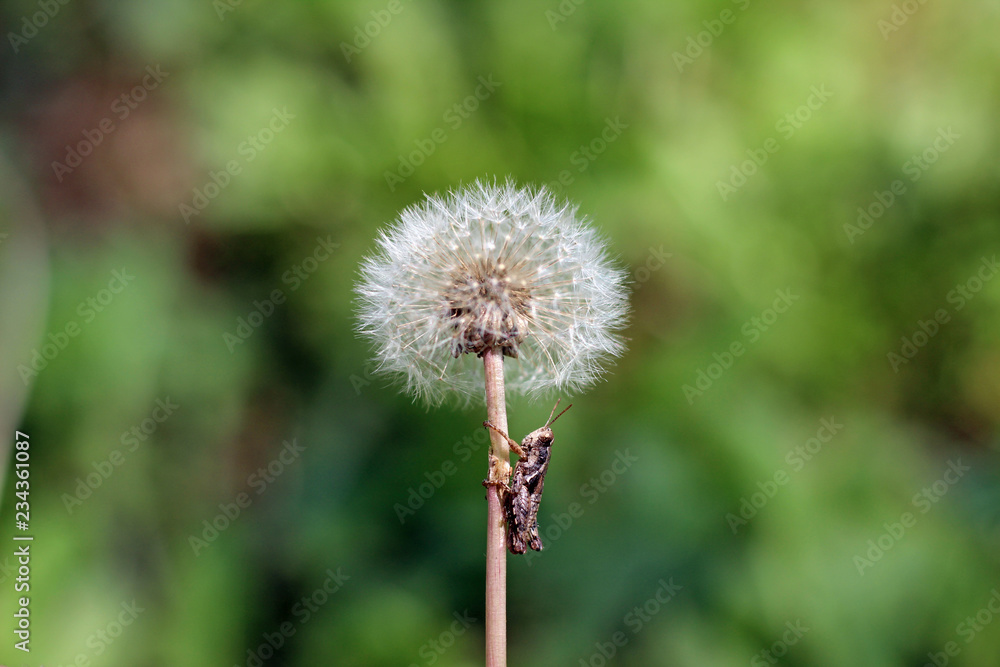 Dandelion taraxacum seed head with blurred background Dandelion taraxacum seed head with blurred background