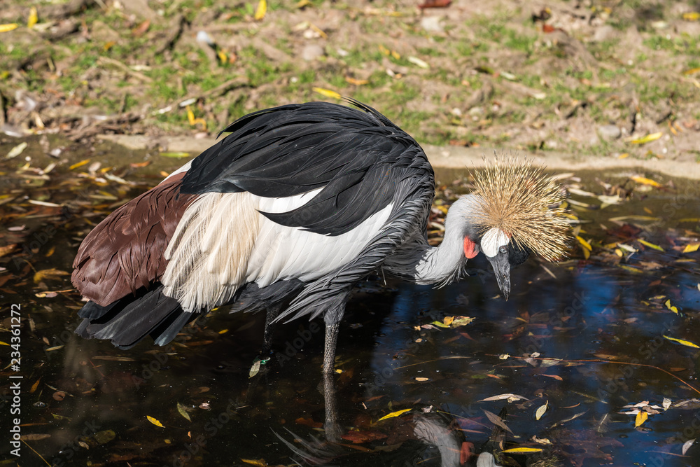 Naklejka premium Kronenkranich - Balearica pavonina