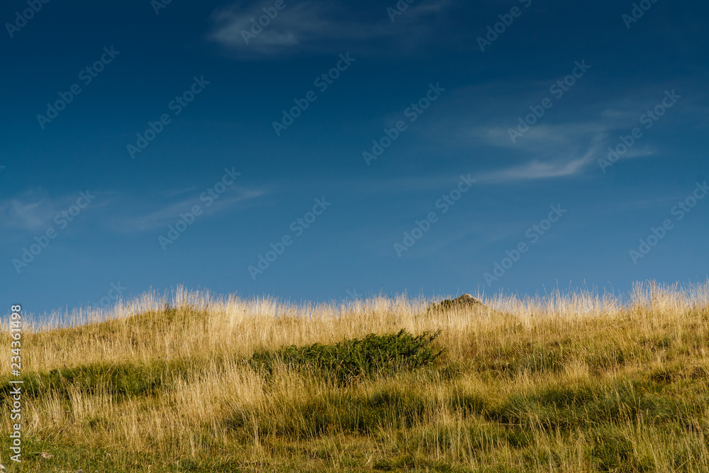 grass and blue sky grass and blue sky