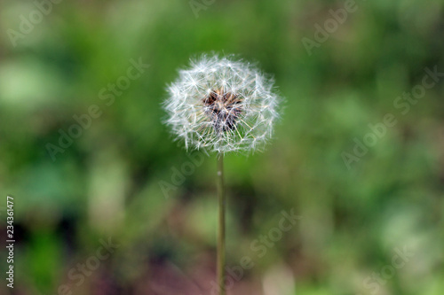 Dandelion taraxacum seed head with blurred background