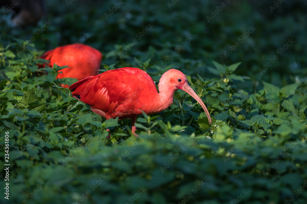 Naklejka premium Scharlachsichler - Roter Ibis - Eudocimus ruber
