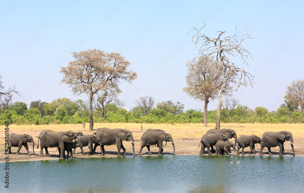 Obraz premium Large herd of elephants on the edge of a waterhole with a natural bush background and clear blue sky. Hwange national park, Zimbabwe