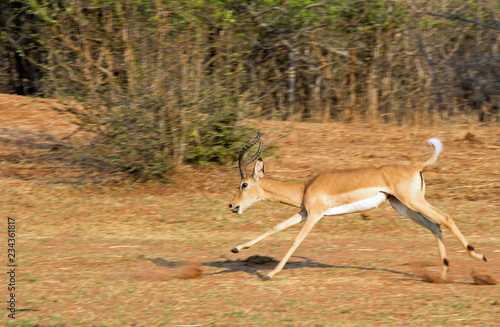 Impala Buck in mid air while running across the dry arid savannah in Matusadona National Park, Zimbabwe