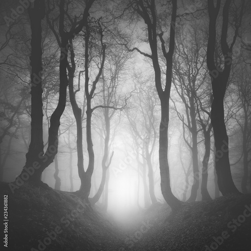 Fototapeta Naklejka Na Ścianę i Meble -  Sunken Lane through Haunted Forest of Spooky Gnarled Beech Trees in Thick Fog