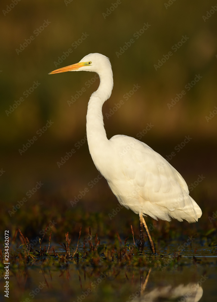 Great white egret (Egretta alba) Great white egret (Egretta alba)