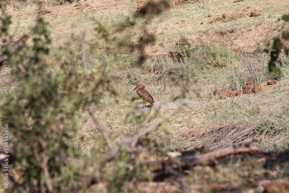 A Hamerkop in South Africa A Hamerkop in South Africa