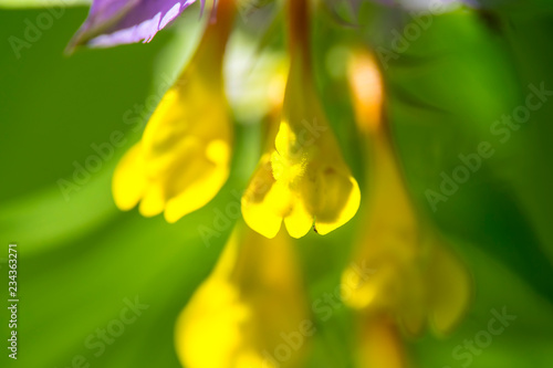 blue cowwheat purple and yellow flower close bloom macro on green background photo