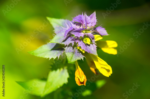 blue cowwheat purple and yellow flower close bloom macro on green background photo