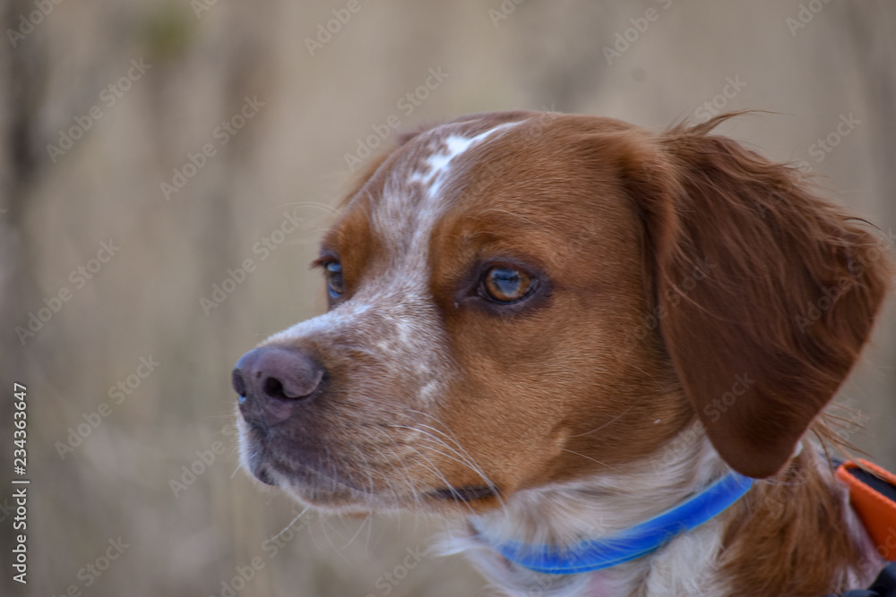 Purebred brittany store