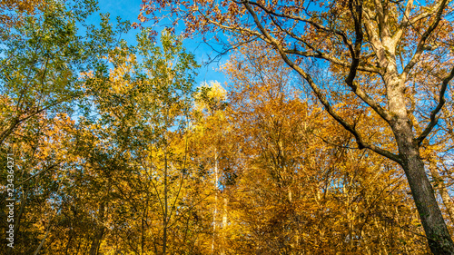 Automne en forêt