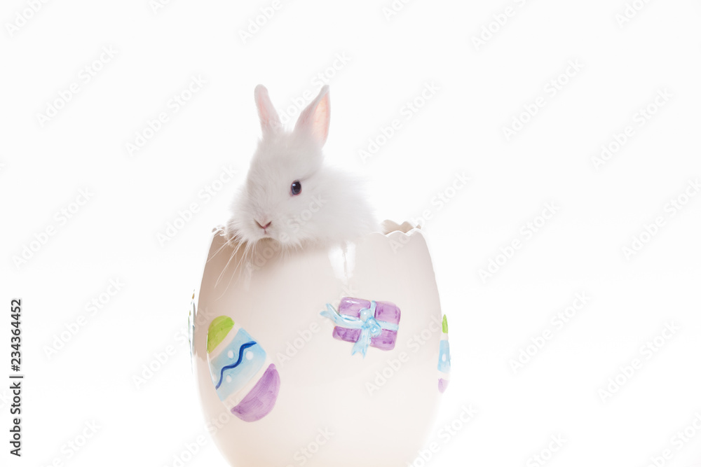 Coniglio bianco dentro un vaso decorato.