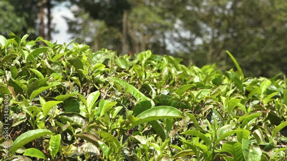 A close-up, panning shot of a hedge of plants with large green leaves in the day in India A close-up, panning shot of a hedge of plants with large green leaves in the day in India