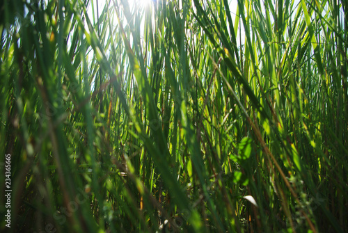 Background of green grass with sun rays through it. Summer background