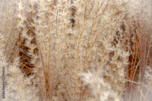 Gras im Winter
