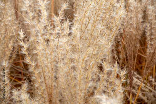 Gras im Winter