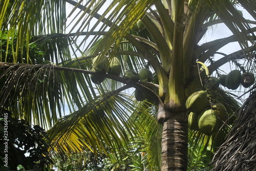 palm, tree, sky, tropical, coconut, nature, green, beach, palm tree, blue, summer, leaf, plant, vacation, island, trees, sun, paradise, exotic, travel, palmtree, leaves, caribbean, palms, sea