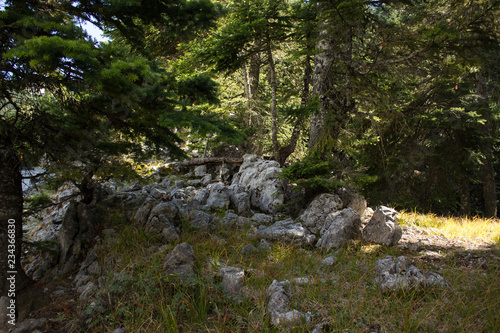 highland country district mountain rocks forest nature scenery landscape with trees bare stones and fresh bright morning weather time