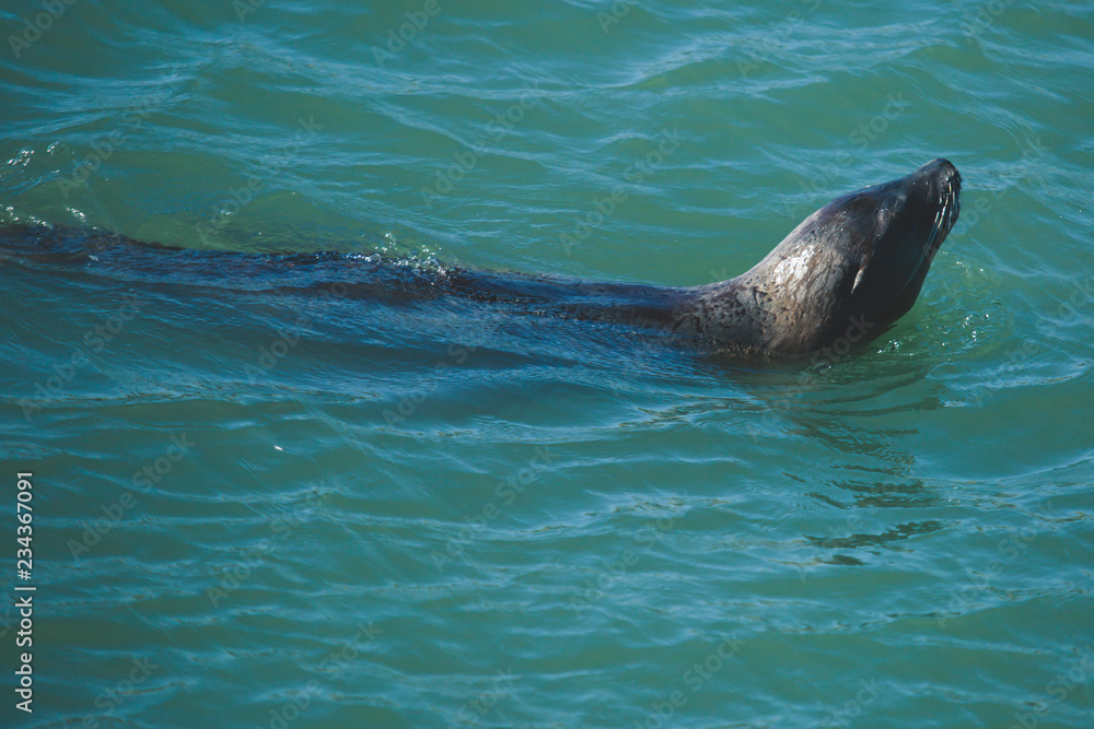 Obraz premium View of Pier 39 with seals and sea lions on wooden platforms in Fisherman's Wharf of San Francisco bay, California, USA