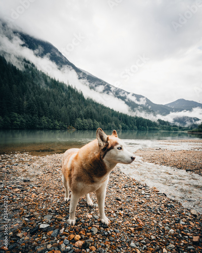 Husky playing at lake