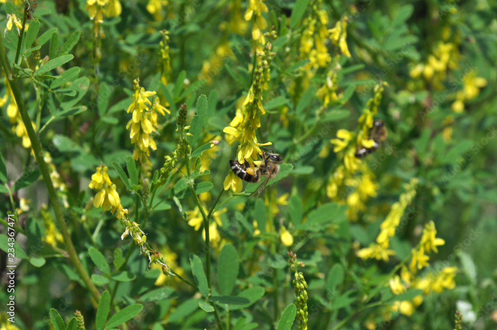 Flowering Melilotus officinalis Flowering Melilotus officinalis