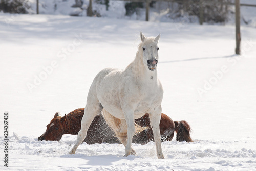 Cavalli su neve 4