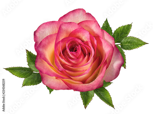 Fresh beautiful rose isolated on white background with clipping path