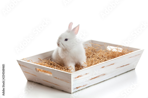 Coniglio bianco in una cassettina  di legno photo