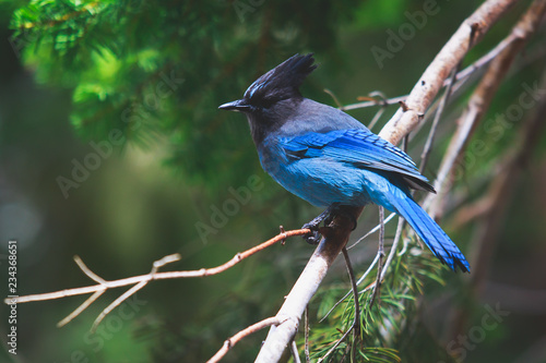 Portrait view of Steller's Jay blue bird (Cyanocitta stelleri) sitting on a branch, spotted in Yosemite National Park, California, United States photo